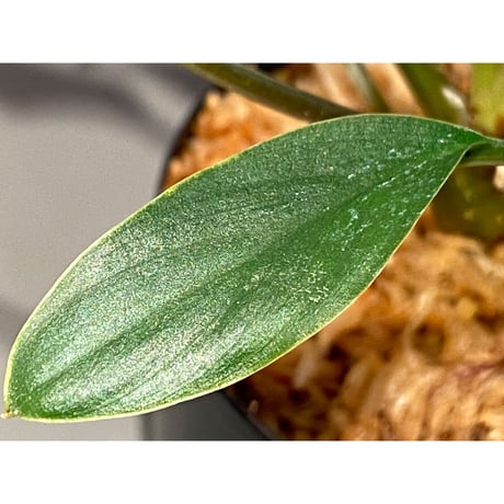 Homalomena sp. from Sekadau Selatan