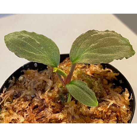 Homalomena sp.  Sabah-2 [R1217-01c]