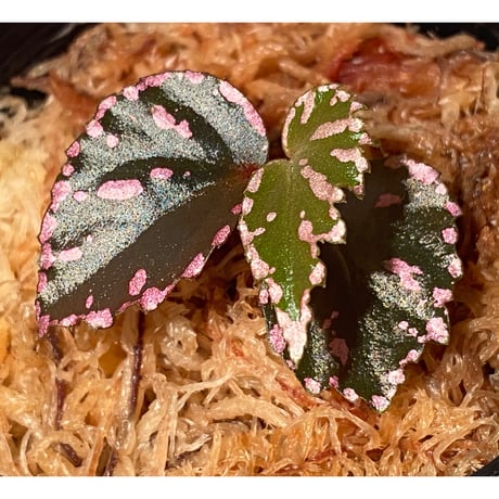 Begonia sp. ぼっち株 from Julau [R1214-01b]