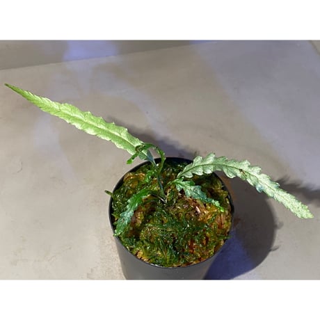 Microsorum sp. "Short Dragon Tail"