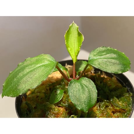 Homalomena sp. from Tambunan [TK200217]