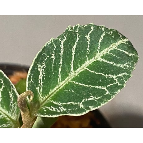 Ardisia sp. from Raub Pahang