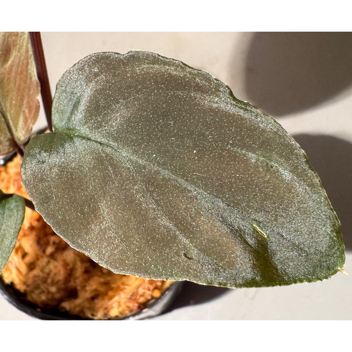 Homalomena sp. aff Insignis“Sarawak”[TB] Homalomena sp. from Sarawak | M・R・G・R