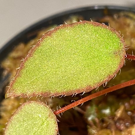 Begonia vankerckhovenii