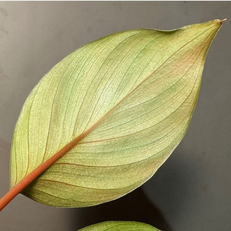Homalomena sp. #8 from Sekadau [LA2013年] GN販売株