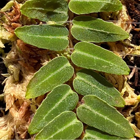 Marcgravia umbellata [Equaflor-A]