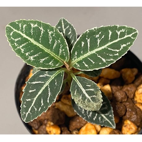 Ardisia sp. from Raub Pahang