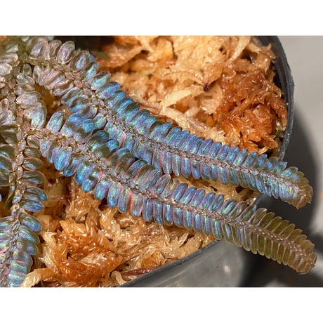Selaginella sp. from Kapuas hulu Kalimantan barat