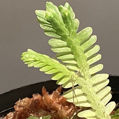 Selaginella sp. バリエガータ from "Nanga pinoh" [TB]