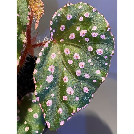 Begonia sp. from Muara Wahau [TB]