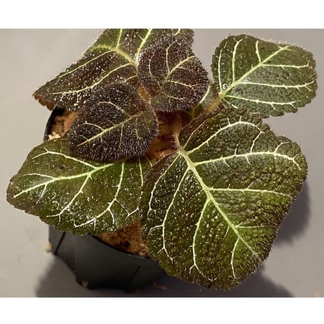 Pearcea hypocyrtiflora from Rio Napo Ecuador [tanakay] 白葉脈