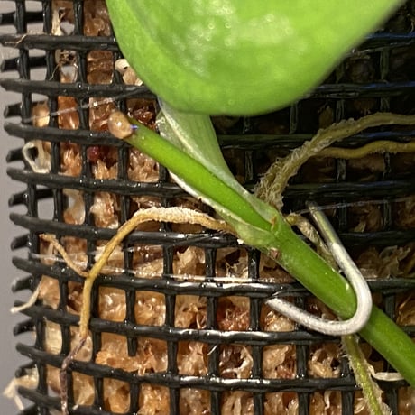 Philodendron sp. from Iquitos Peru [tanakay]