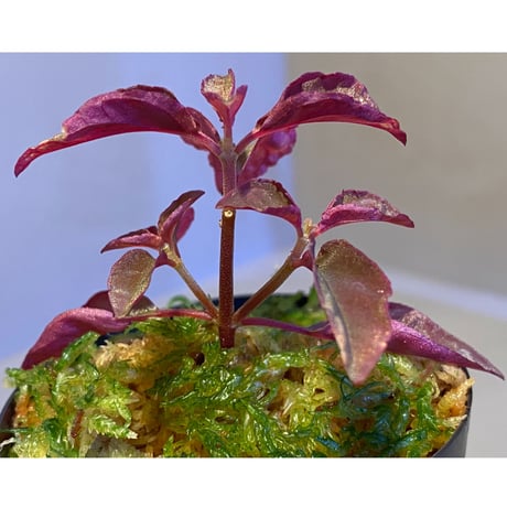Melastoma sp. from Sibolga
