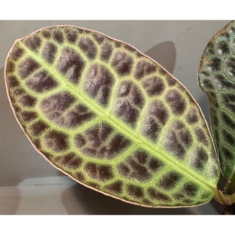 Labisia sp. "Kura kura" from Kalbar [AZ1122-otr]