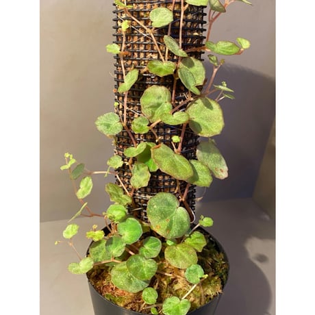 Begonia lichenora (sp.Mini) from Kalimantan Sarawak border [LA]