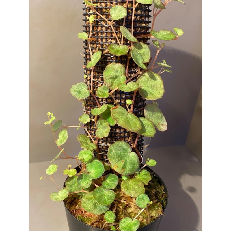 Begonia lichenora (sp.Mini) from Kalimantan Sar