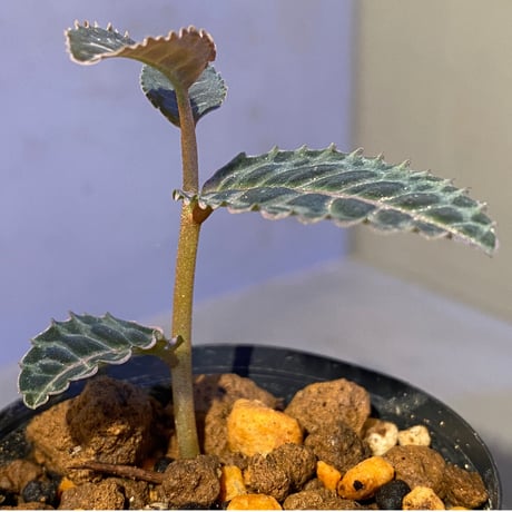 Emblemantha urnulata (Labisia sp.) from Riau sumatera [LA0815-01]