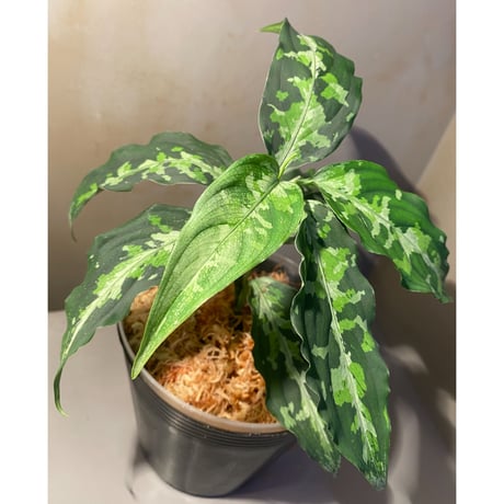 Aglaonema pictum Fusou(扶桑) 元祖DFS from Sumatera Barat [AZ0413-4]