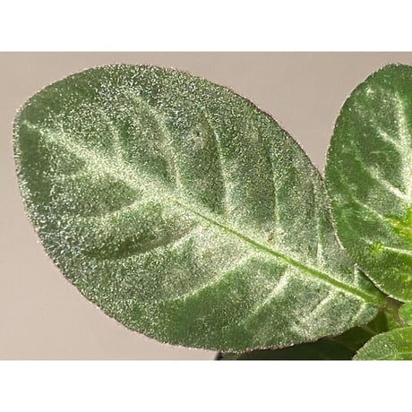 Codonoboea cf. pumilla from Riau sumatera [LA1119-02]