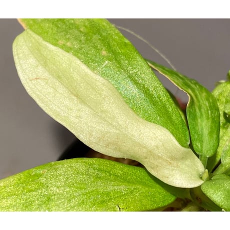 Schismatoglottis sp. "初霜錦" from Murung raya [LA0515-05]