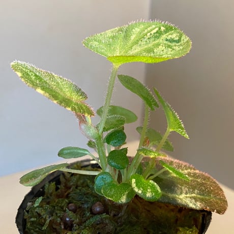 Begonia sp. from Manaus