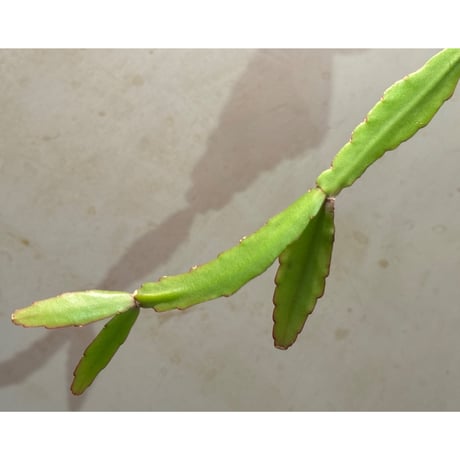 Rhipsalis elliptica from Southeast Brazil