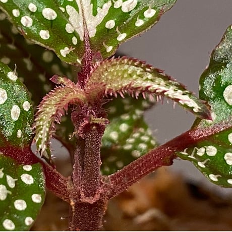 Sonerila sp. "White dot"