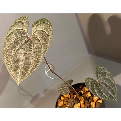 Dioscorea dodecaneura (discolor)
