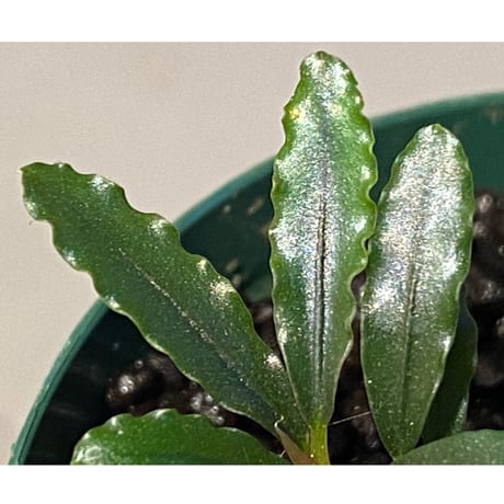 Bucephalandra catherineae