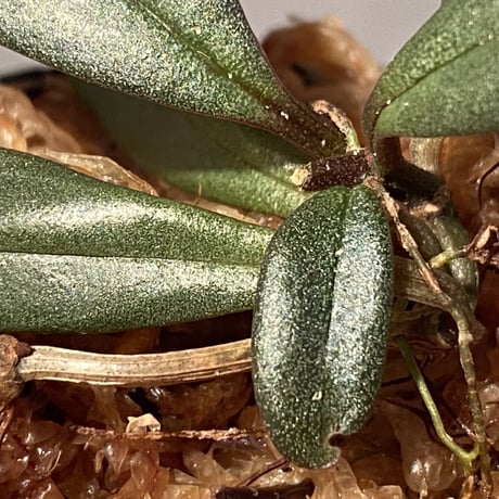 Medinilla sp. from Bukidnon 1.300m Mindanao Philippines