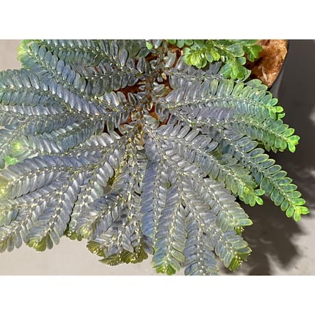 Selaginella picta