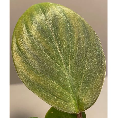 Homalomena sp. "Ngabang" Kal barat [TB]