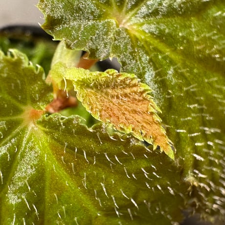 Begonia sp. from Kapuas hulu