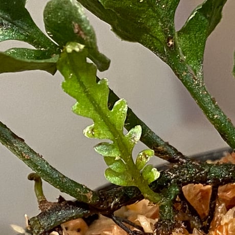 Bolbitis sinuosa from Philippines