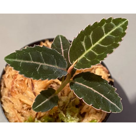 Emblemantha urnulata (Labisia sp.) from Riau sumatera [LA0815-01]