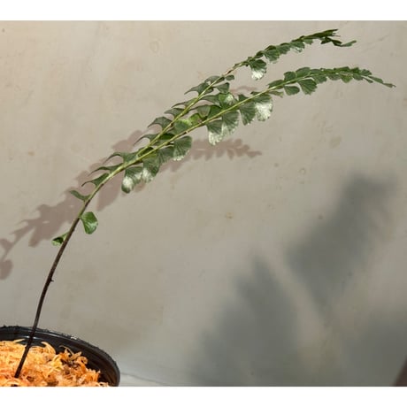 Lindsaea oblanceolata from Aceh sumatera