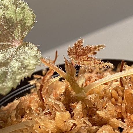 Begonia cv. Jaggy [LA0314-00-f1]