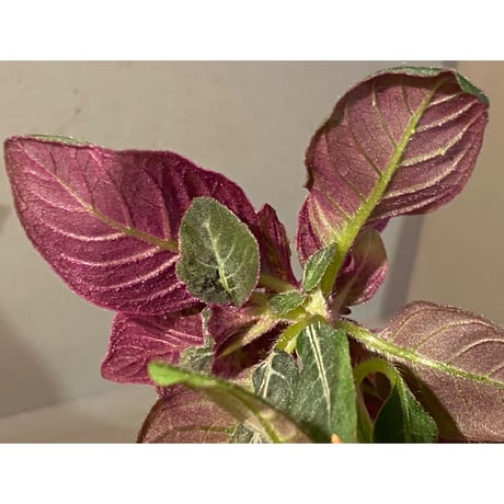 Codonoboea cf. pumilla from Riau sumatera [LA1119-02]