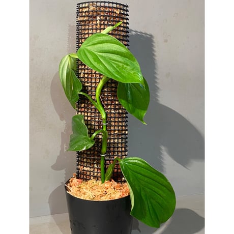 Philodendron sp. from Iquitos Peru [tanakay]