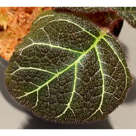 Pearcea hypocyrtiflora from Napo Ecuador [tanakay]