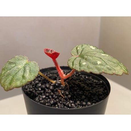 Begonia sp. from Tuyen Quang [YH1117] TK
