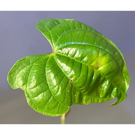 Dioscorea sp. from Chiang Mai [TK290518-1]