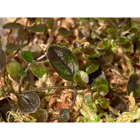 Pilea imparifolia from Iquitos Peru [tanakay]