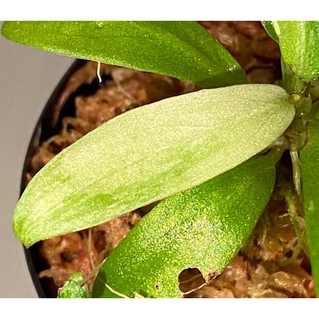 Schismatoglottis sp. "初霜錦" from Murung raya [LA0515-05]