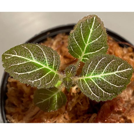 Pearcea hypocyrtiflora from South America