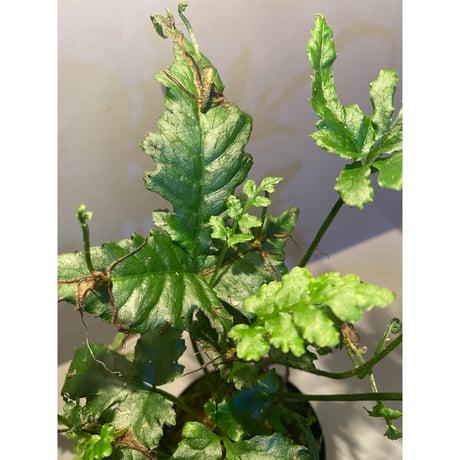 (大株) Bolbitis sp. from Siberut [LA]