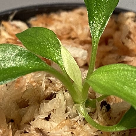 Homalomena plicata ‘蛇腹’ Aceh sumatera [LA0217-03-f1] セルフ実生 KZT