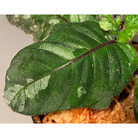 Gymnostachyum sp. from Tigalingga [HW0219-02]