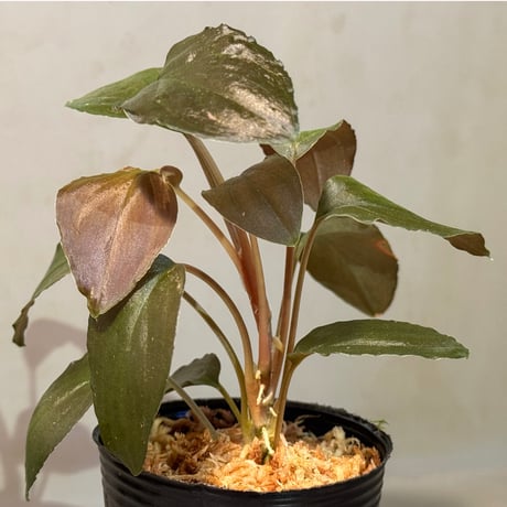 Homalomena sp. "Black Sapphire" from Kepulauan riau