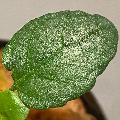 Hemigraphis reptans from Mindanao [KSB]